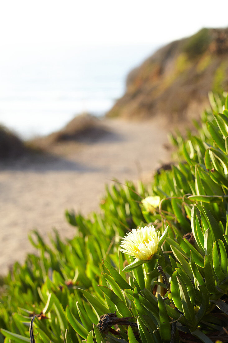 Succulents with flower on Big Sur beach. California, United States