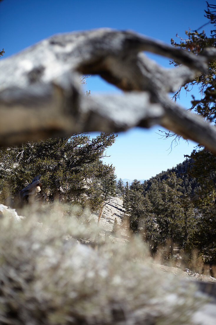 Blick durch einen Baumstamm auf die Landschaft beim Ancient Bristlecone Pine Forest, White Mountains, Kalifornien, USA\n