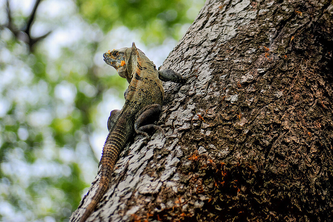 Echse beobachtet vom Baum aus die Umgebung, Puerto Viejo, Talamanca, Costa Rica, Zentralamerika