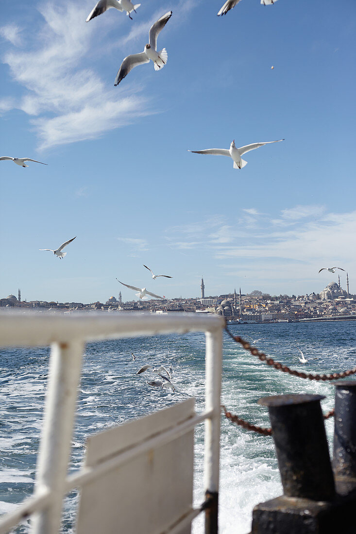Möwen begleiten die Fähre vom europäischen Teil zum asiatischen Teil der Stadt Istanbul, Türkei