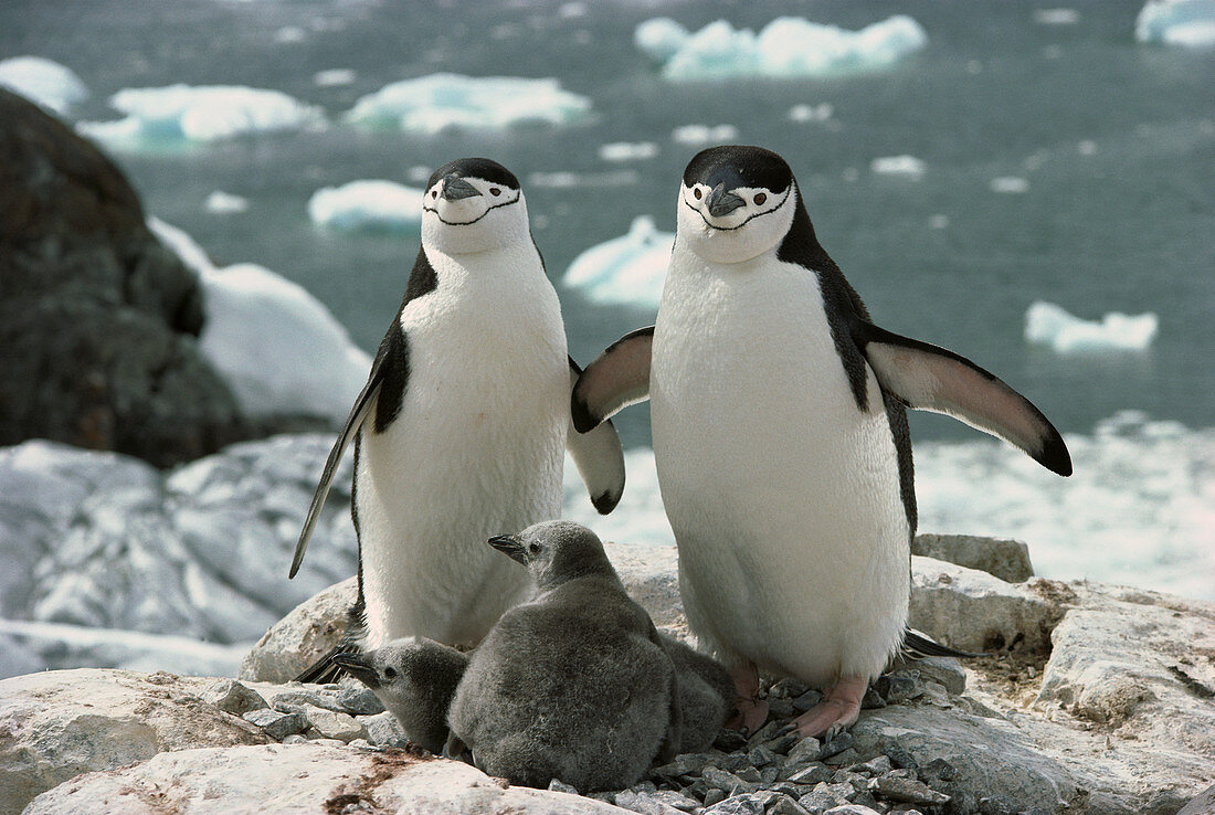 Kinnriemenpinguin (Pygoscelis antarctica) Eltern am Nest mit Küken, Antarktis