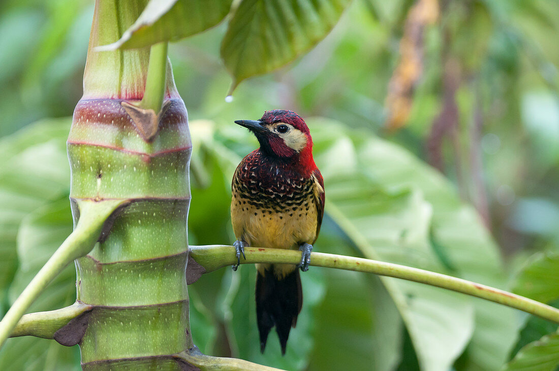 Purpurroter Specht (Colaptes rivolii), San Isidro Nebelwald, Ecuador, Zentralamerika