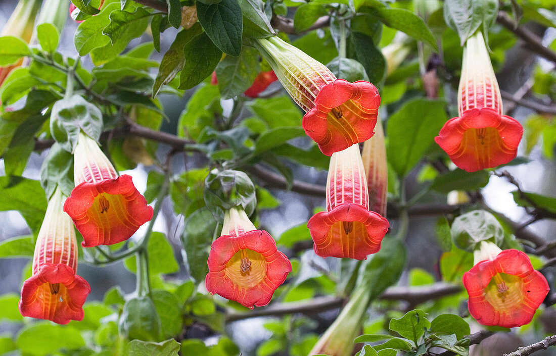 Rote Floripontio (Brugmansia sanguinea) blüht im gemäßigten Wald, Ecuador, Zentralamerika