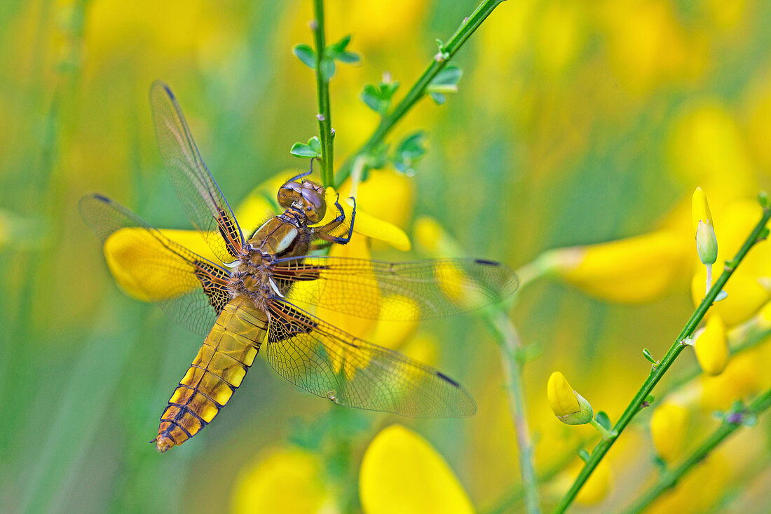 Breitkörper-Jägerin (Libellula depressa), Frankreich