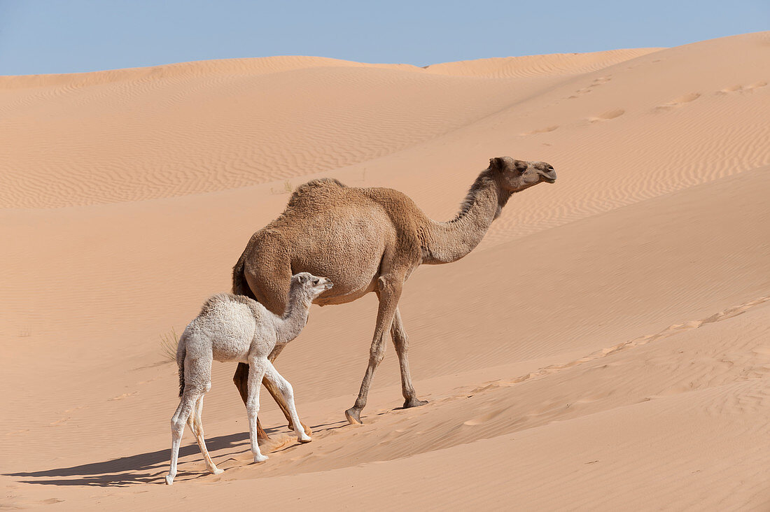Mutter und Kalb, Dromedar (Camelus dromedarius) in der Wüste, Jebil-Nationalpark, Sahara-Wüste, Tunesien