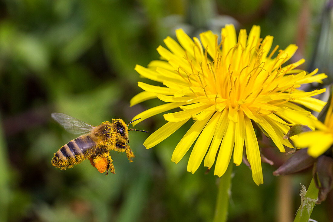 Honigbiene (Apis mellifera) nähert sich Blume, Löwenzahn, Bayern, Deutschland