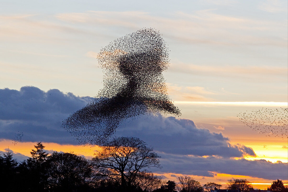 Gemeiner Star (Sturnus vulgaris), Schwarm bei Sonnenuntergang, Gretna Green, Dumfries, Schottland,