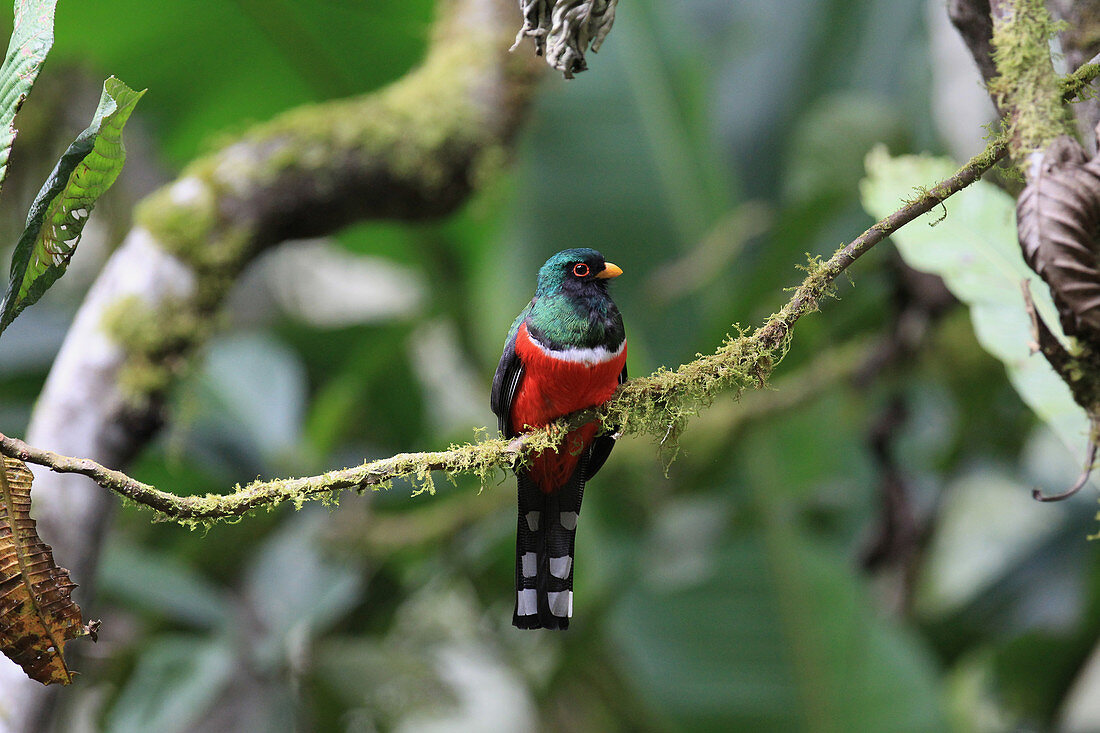 Maskierter Trogon (Trogon personatus), auf einem Ast sitzend, Ecuador, Zentralamerika