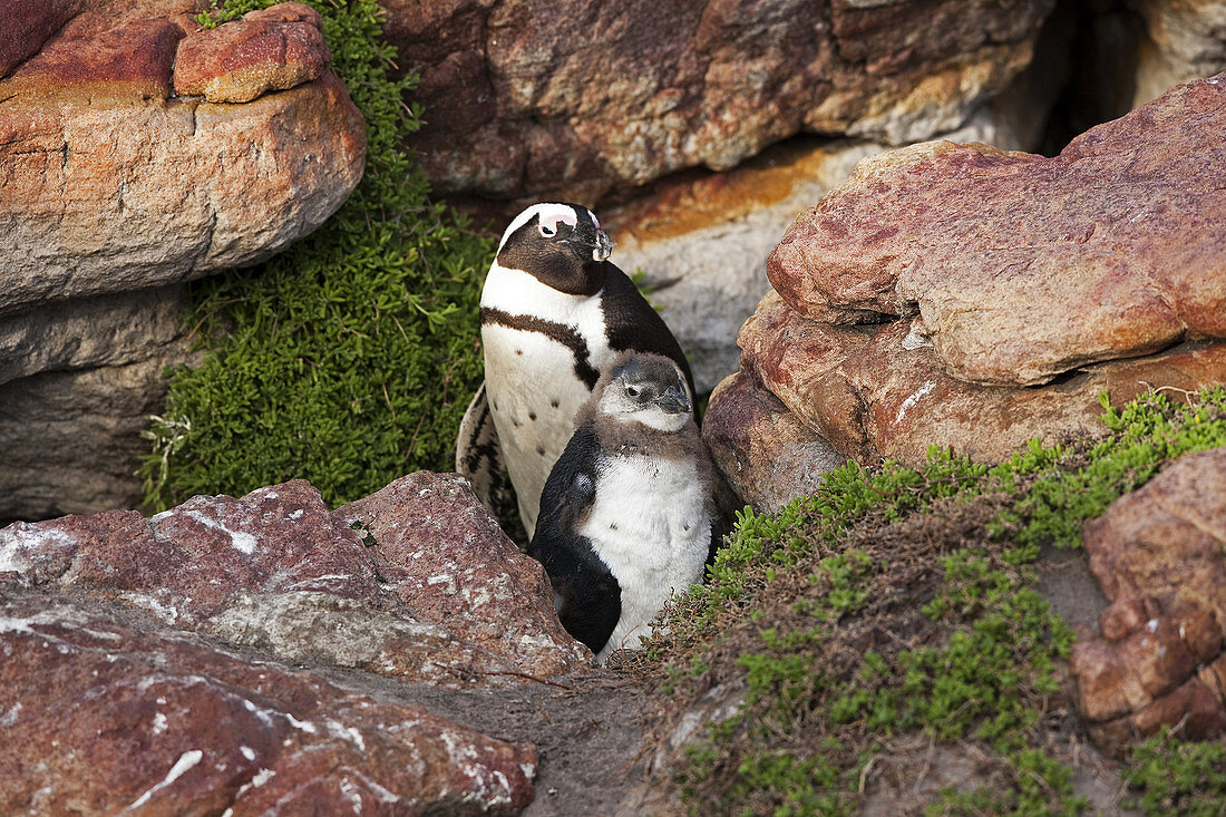 Jackass Pinguin (Spheniscus demersus) mit Jungen, Betty's Bay, Westkap, Südafrika