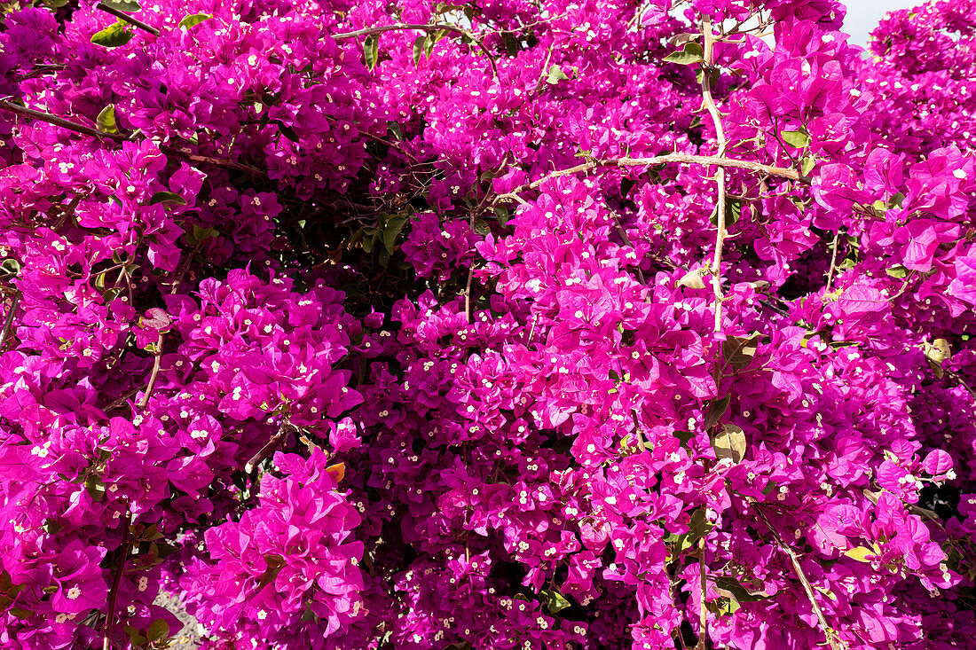 Bougainvillea in Puerto Naos, La Palma, Canary Islands, Spain, Europe