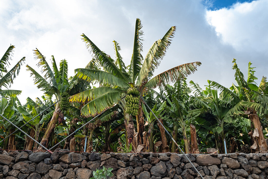 Bananen Plantage bei Tazacorte, La Palma, Kanarische Inseln, Spanien, Europa