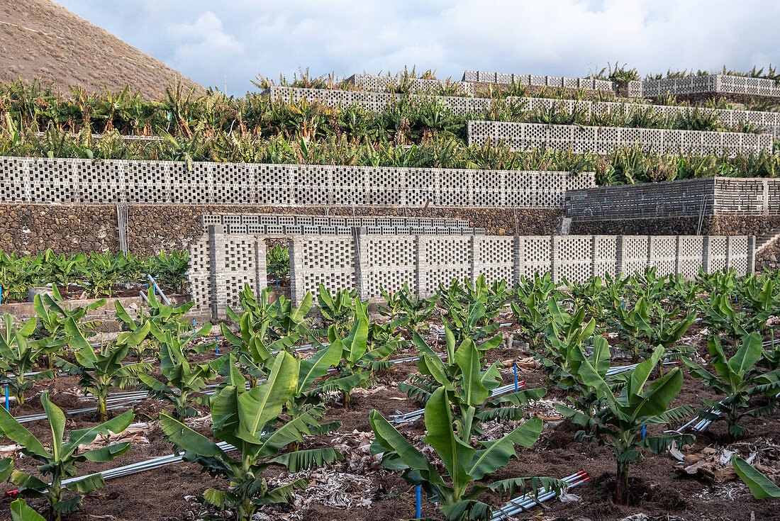 Mauern der Bananen Plantage bei Tazacorte, La Palma, Kanarische Inseln, Spanien, Europa