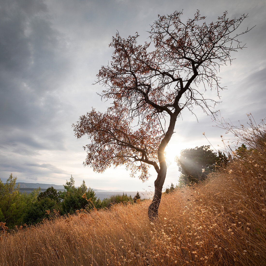 Baum in gelben Gräsern mit Gegenlicht und Wolken auf Insel Brac, Kroatien\n