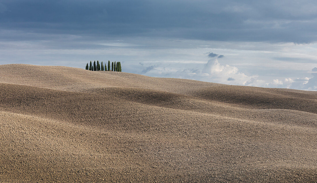 Cypress forest with hilly fields in San Quirco d'Orcia, Tuscany Italy