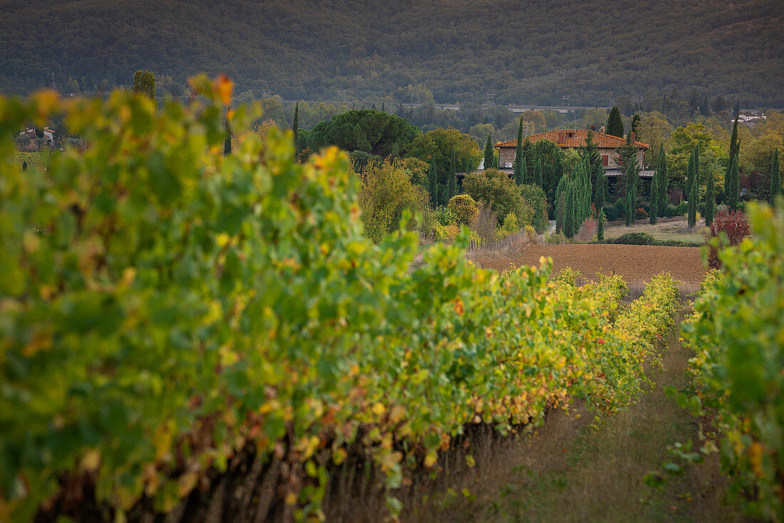 Weinfelder in der Toskana, Italien\n