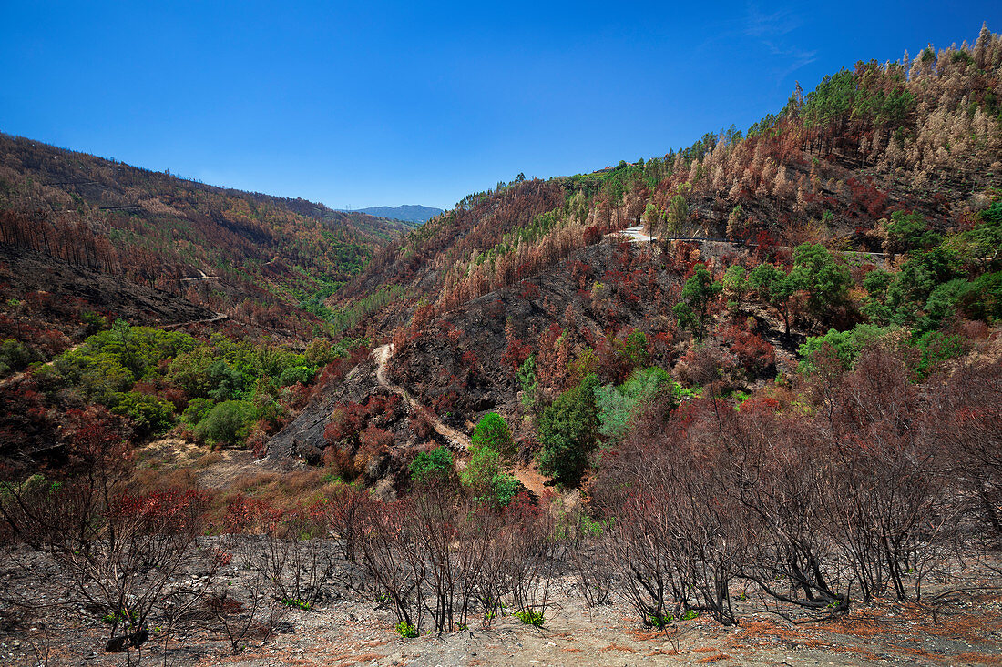 Landschaft nach Waldbrand bei Gois in Portugal\n