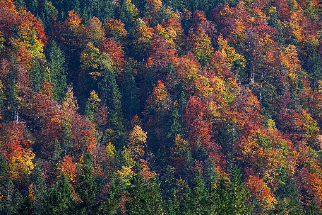 Wald mit buntem Herbstlaub am Weitsee, Bayern, Deutschland