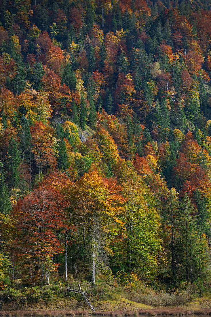 Wald mit Herbstfarben am Weitsee, Bayern, Deutschland