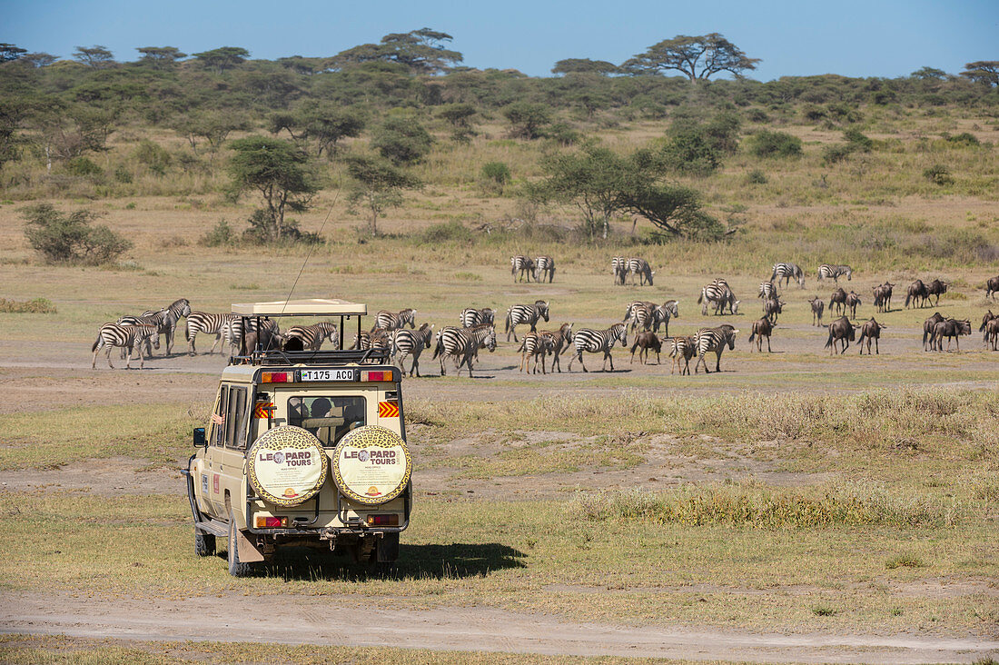 Einfache Zebras (Equus quagga), Ndutu, Serengeti, UNESCO-Weltkulturerbe, Tansania, Ostafrika, Afrika