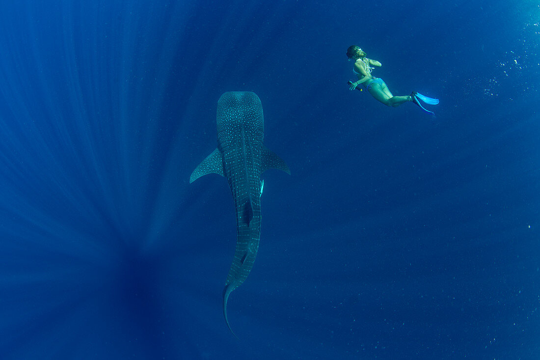 Tourist beim Schwimmen mit einem Walhai (Rhincodon typus) in Honda Bay, Palawan, Philippinen, Südostasien, Asien