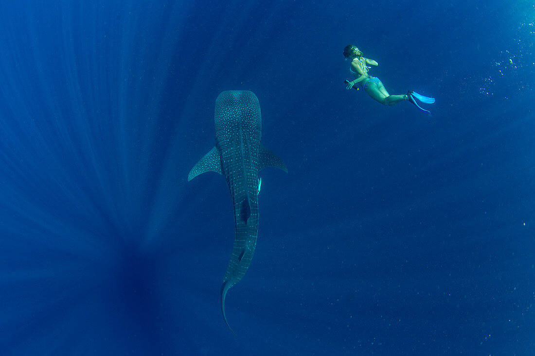 Tourist swimming with a whale shark (Rhincodon typus) in Honda Bay, Palawan, The Philippines, Southeast Asia, Asia