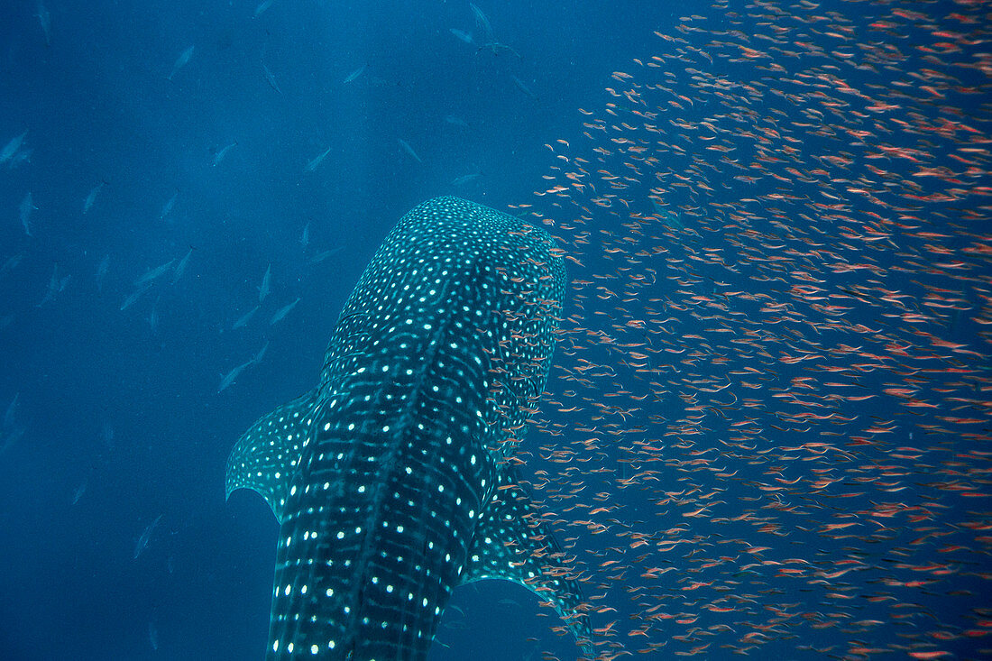 Walhai (Rhincodon typus) und ein Schwarm roter Fische auf der Flucht von Raubtieren, Honda Bay, Palawan, Philippinen, Südostasien, Asien