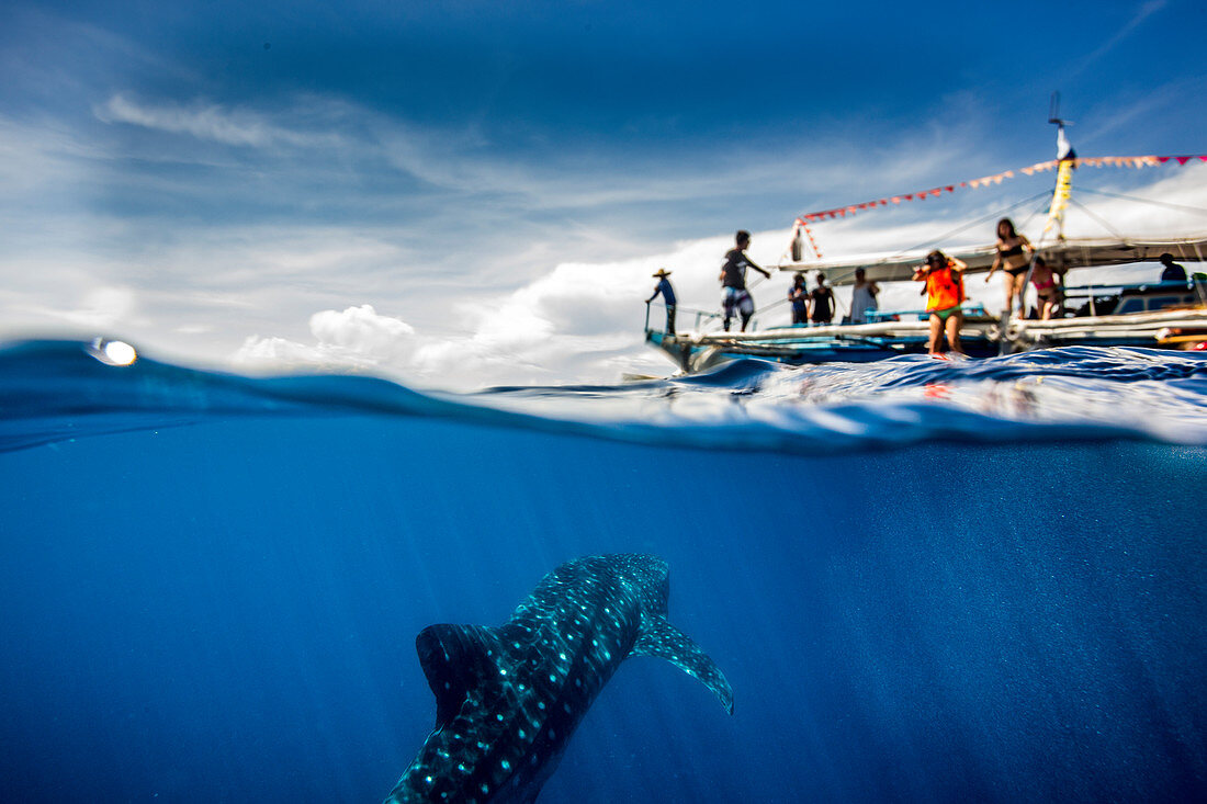 Whale shark (Rhincodon typus) beneath a banca tour boat in Honda Bay, Palawan, The Philippines, Southeast Asia, Asia
