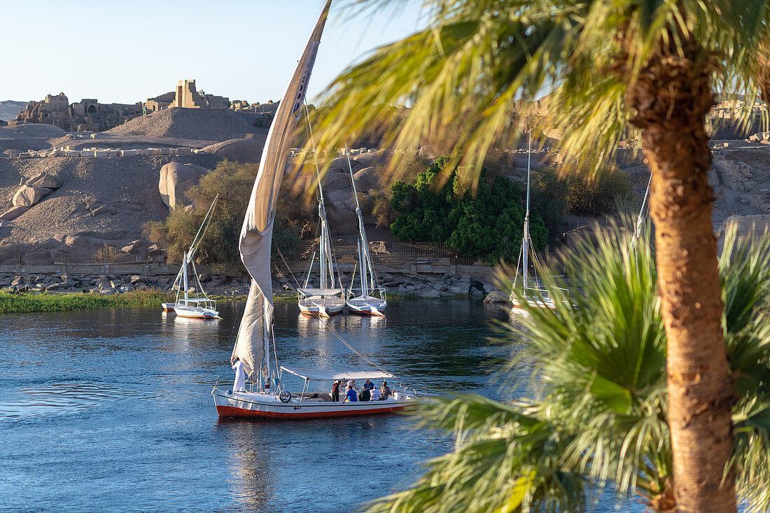 Traditional Felucca sailboats with wooden masts and cotton sails on the River Nile, Aswan, Egypt, North Africa, Africa