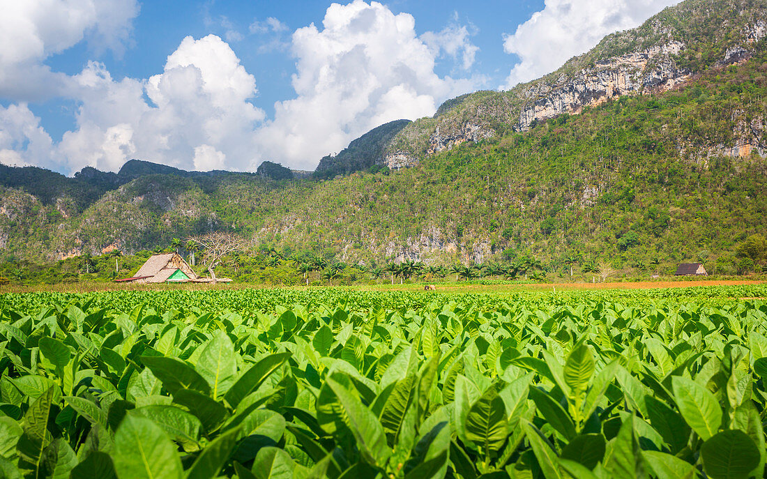 Tobacco field in Vinales National Park, UNESCO World Heritage Site, Pinar del Rio Province, Cuba, West Indies, Caribbean, Central America
