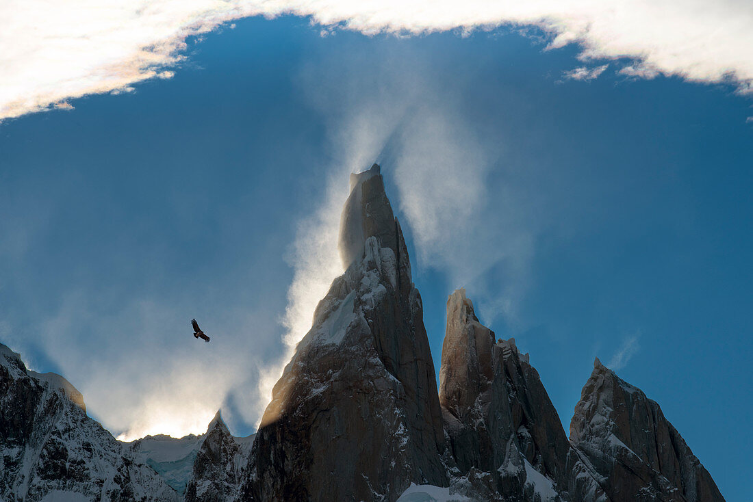 Condor flying at Cerro Torres, Los Glaciares National Park, UNESCO World Heritage Site, Santa Cruz Province, Patagonia, Argentina, South America