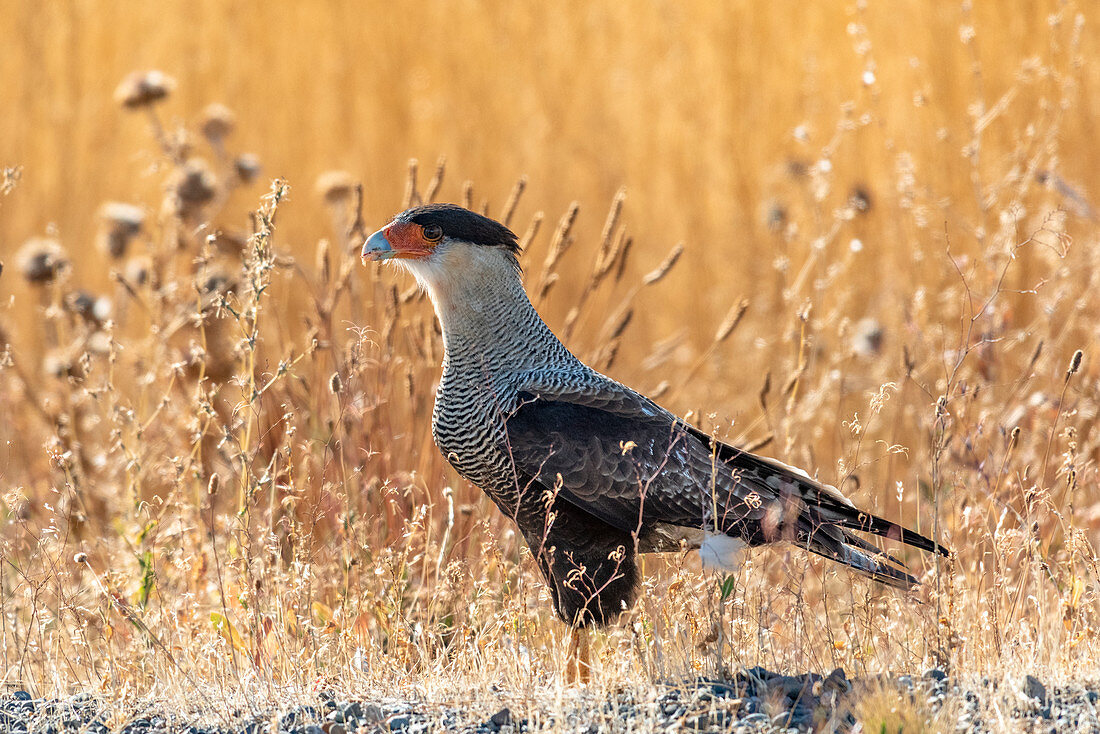 Schopfkarakara [Caracara plancus], Patagonien, Argentinien, Südamerika