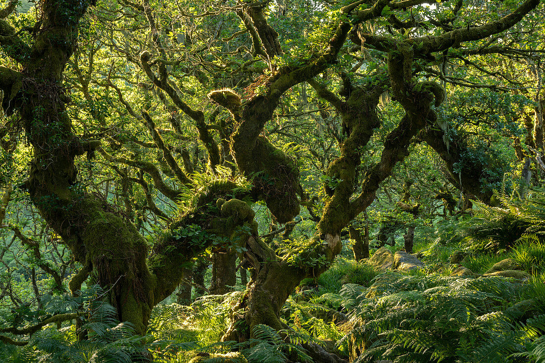 Ein grüner Wistman's Wood im Sommersonnenschein, Dartmoor National Park, Devon, England, Vereinigtes Königreich, Europa