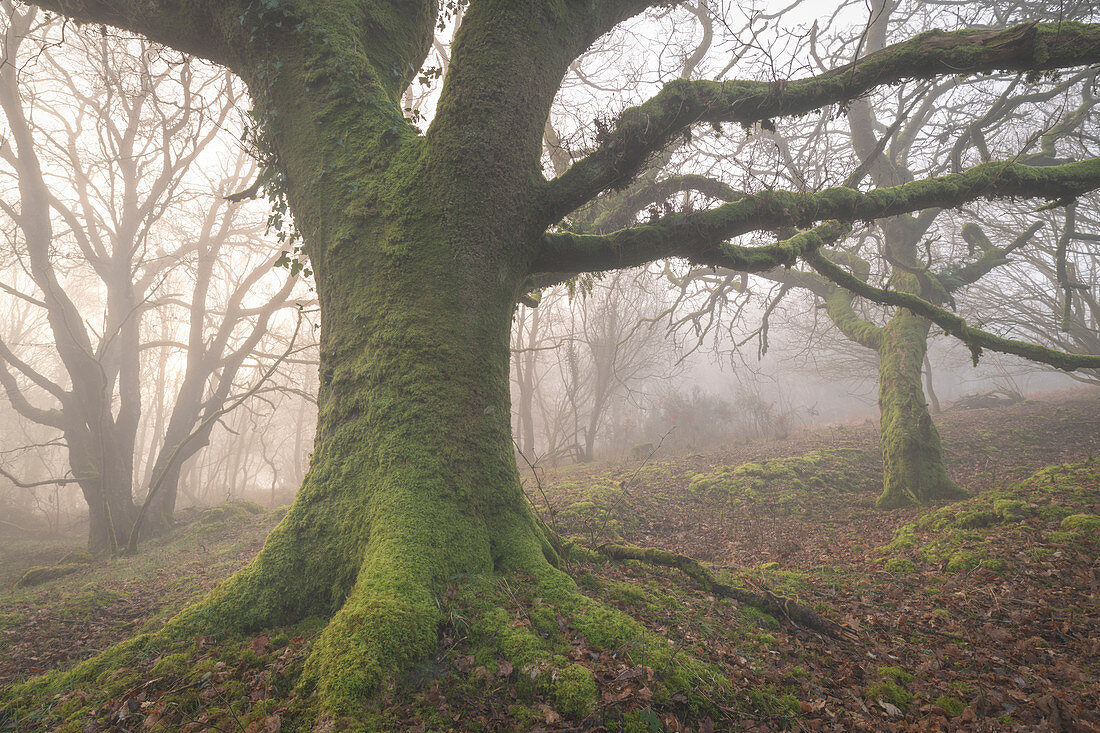 Moosbäume in einem nebligen Wald im Winter, Dartmoor, Devon, England, Vereinigtes Königreich, Europa