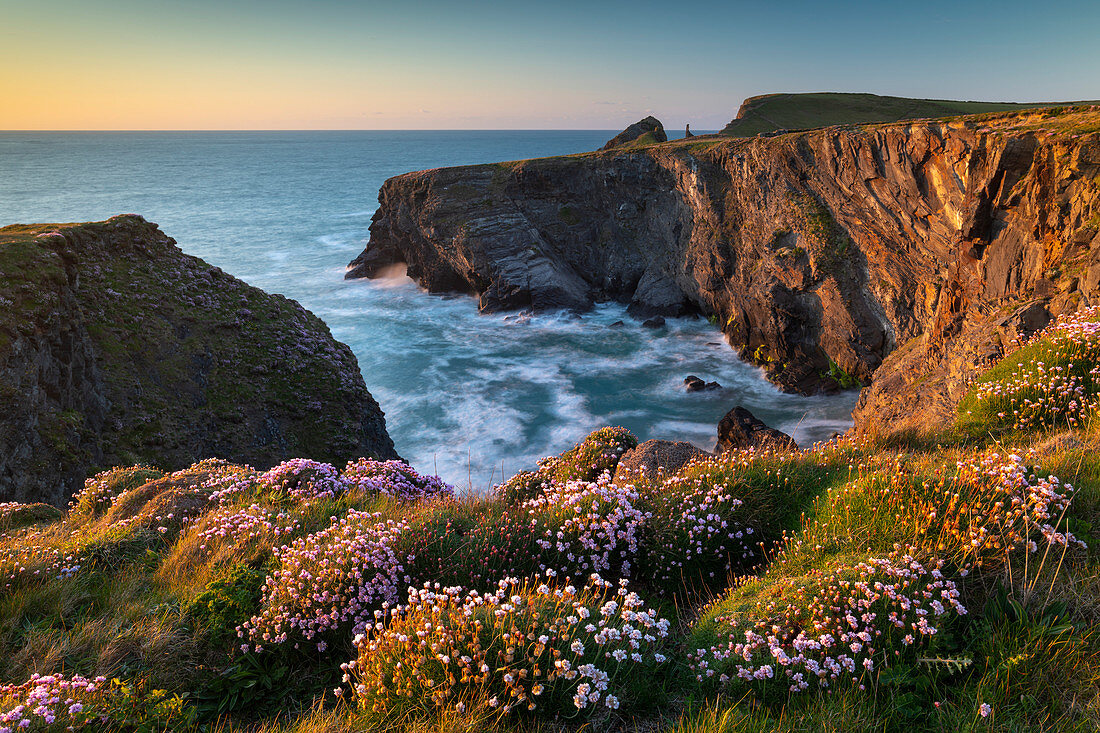 Pink thrift wildflowers on the Cornish cliffs, Padstow, Cornwall, England, United Kingdom, Europe
