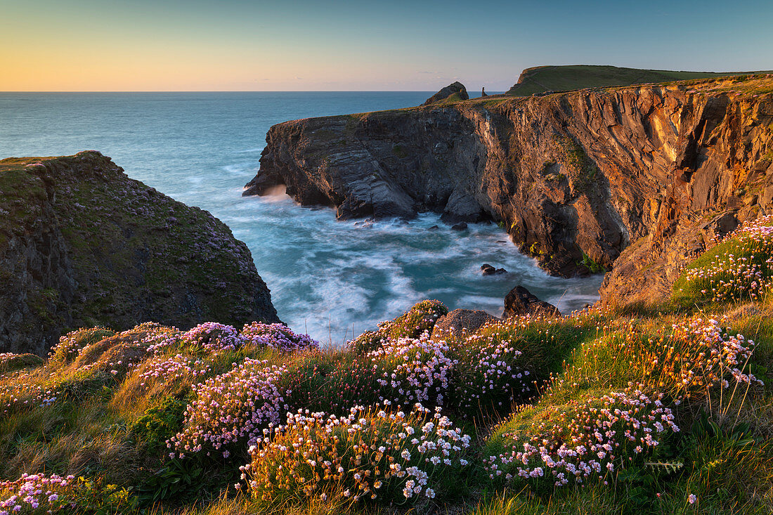 Rosa Strand-Grasnelken auf den kornischen Klippen, Padstow, Cornwall, England, Vereinigtes Königreich, Europa