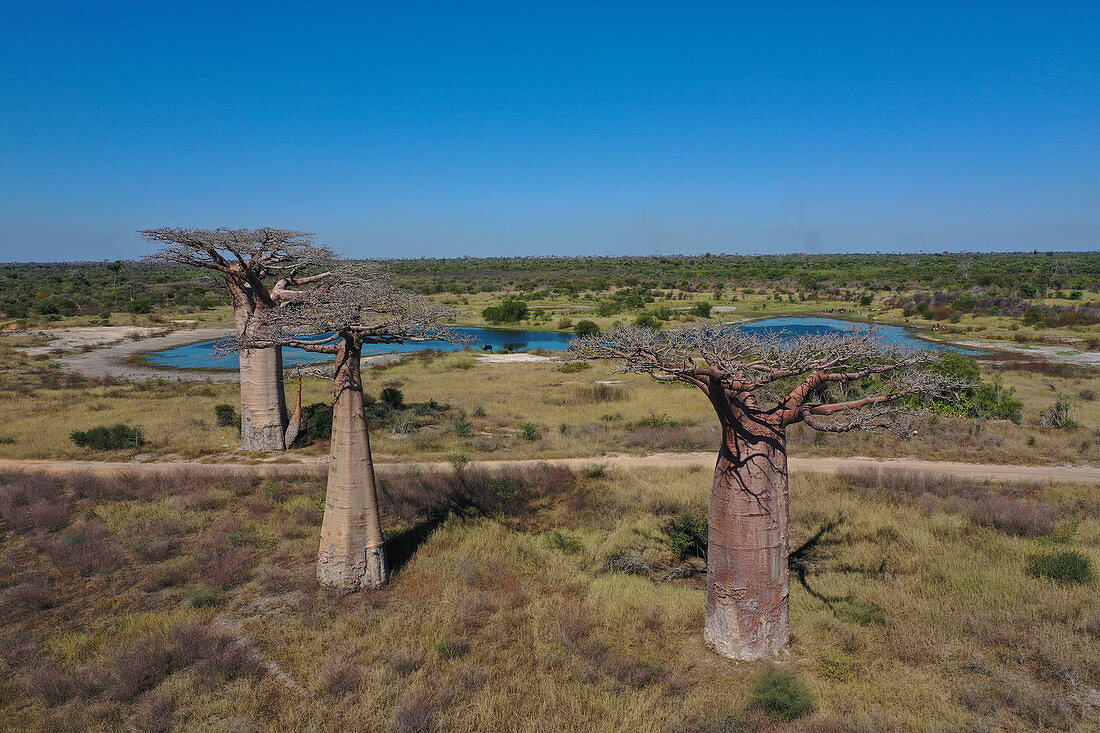 Baobab trees (Adansonia grandidieri), Madagascar, Africa