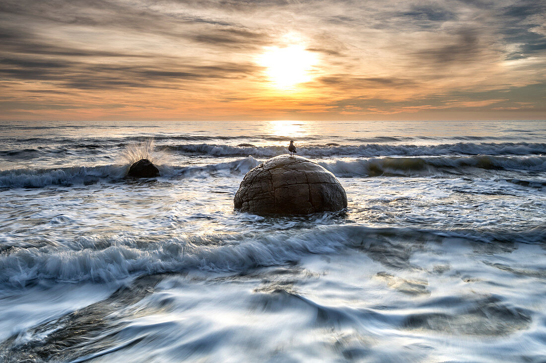 A seagull sat on a Moeraki Boulders at sunrise, Otago, South Island, New Zealand, Pacific