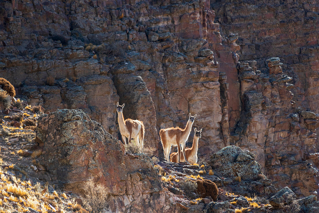 Drei Guanako im Pinturas Canyon, Patagonien, Argentinien, Südamerika