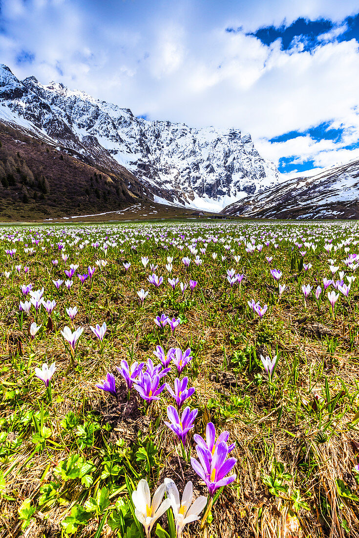 Blüte von Crocus nivea in Val Radons (Radontal), Region Albula, Kanton Graubünden (Graubunden), Schweiz, Europa