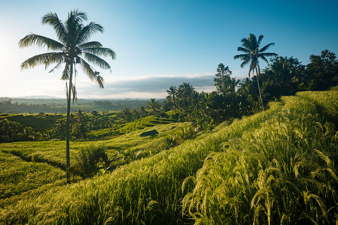 Die Reisterrassen von Jatiluwih, Tabanan, Bali, Indonesien, Südostasien, Asien