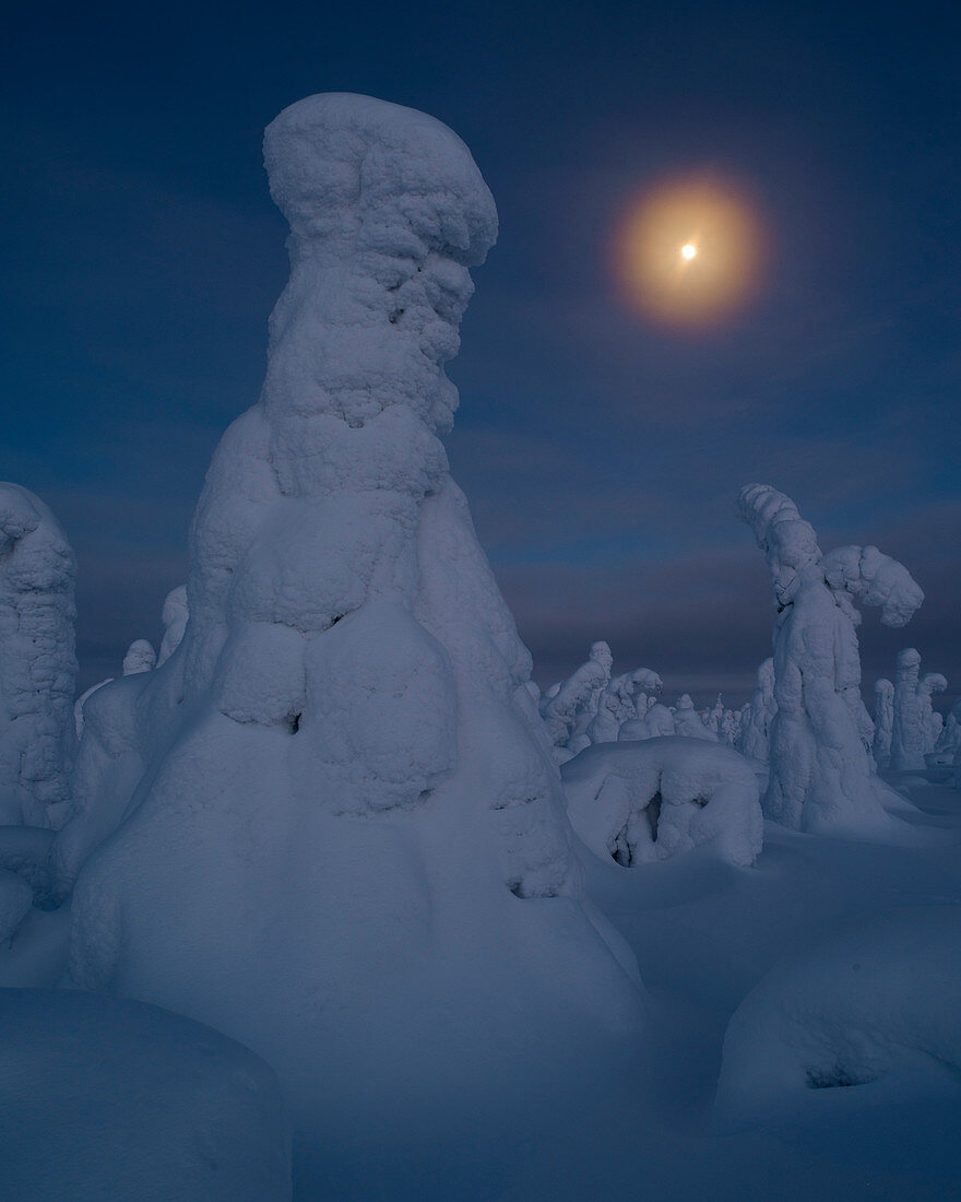 Mondaufgang über schneebedeckten Bäumen, Tykky, Kuntivaara, Kuusamo, Finnland, Europa