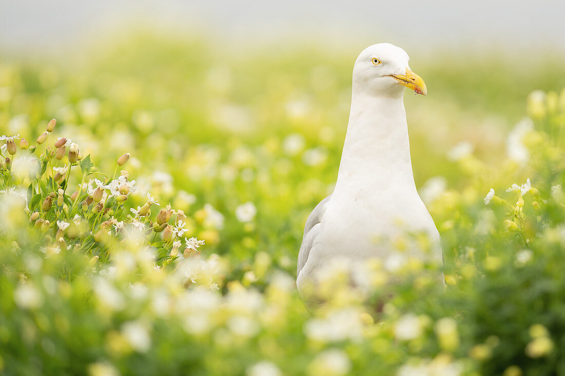 Gull, Farne Islands, Northumberland, England, United Kingdom, Europe