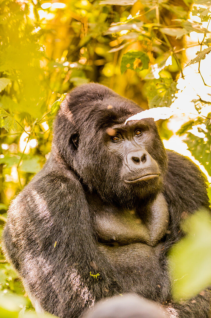 Berggorillas im Bwindi Impenetrable National Park, UNESCO-Weltkulturerbe, Uganda, Ostafrika, Afrika