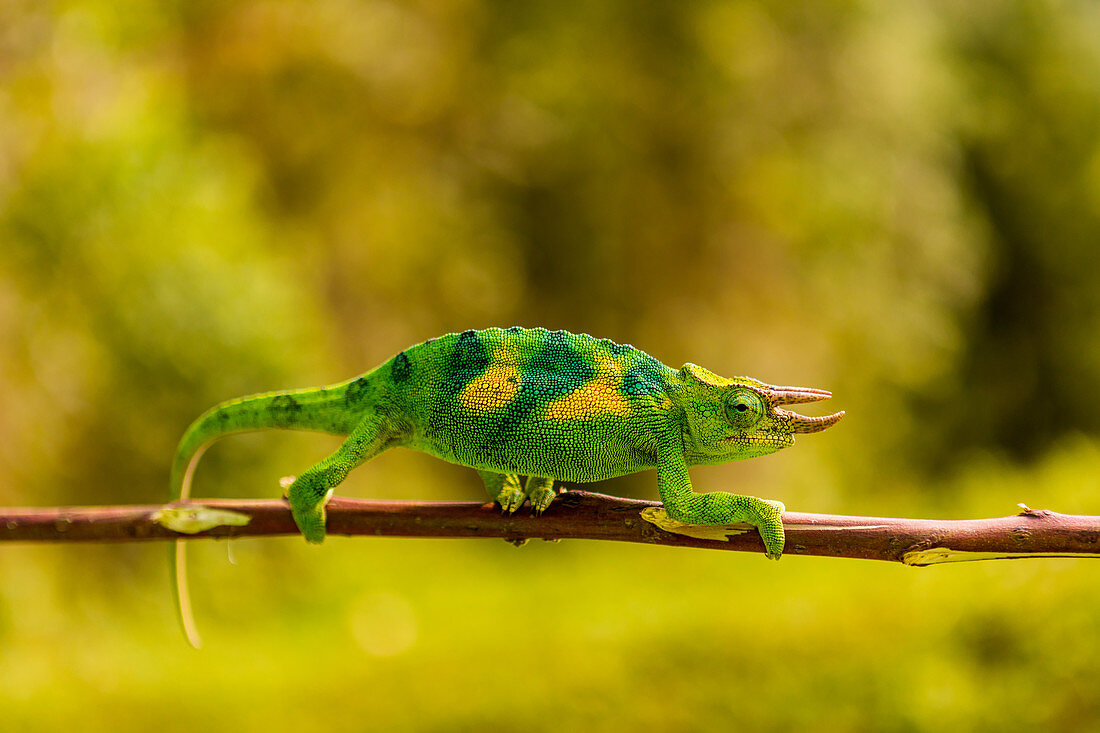 Dreihornchamäleon (Trioceros jacksonii) im Vulkan-Nationalpark, Ruanda, Afrika