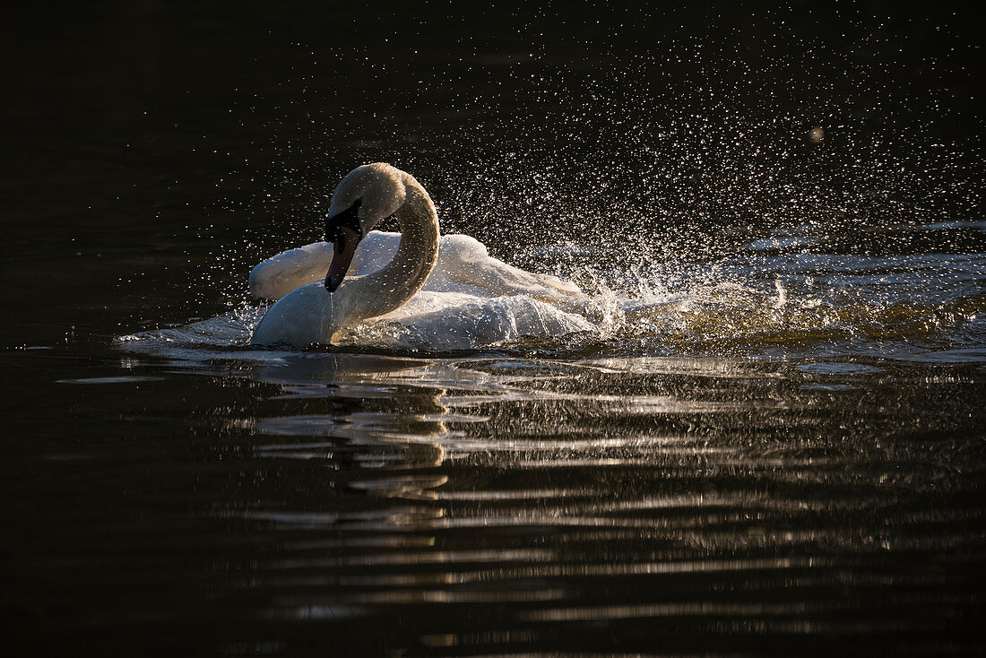 Mute swan (Cygnus olor) bathing, Kent, England, United Kingdom, Europe