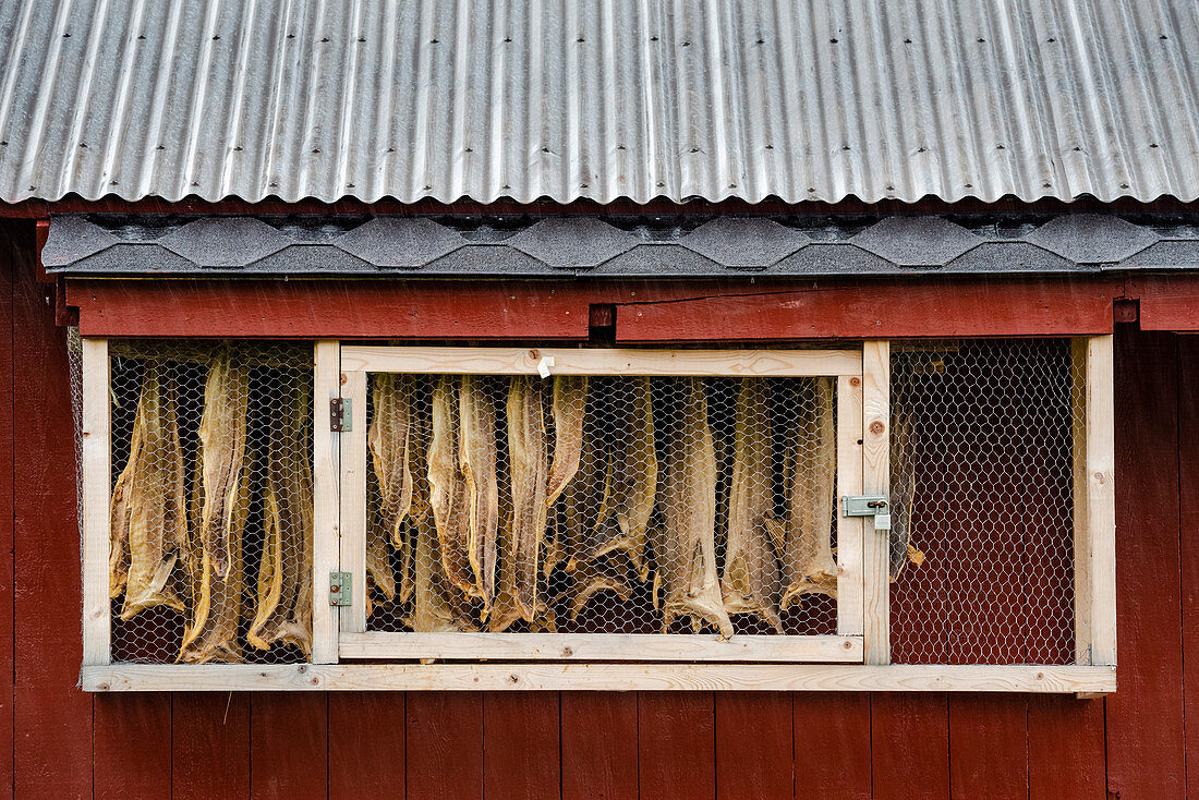 Hanging dried fish, Sandvika, Senja, Norway, Scandinavia, Europe