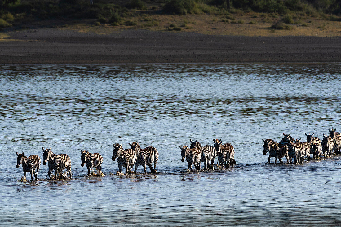 Steppenzebras (Equus quagga), überqueren den Ndutu-See, Serengeti, UNESCO-Weltkulturerbe, Tansania, Ostafrika, Afrika