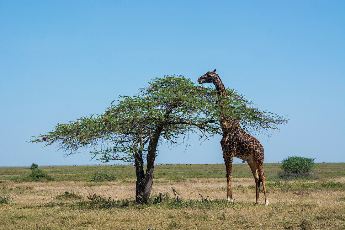 Massai-Giraffe (Giraffa camelopardalis tippelskirchi), Ndutu, Serengeti-UNESCO-Weltkulturerbe, Tansania, Ostafrika, Afrika