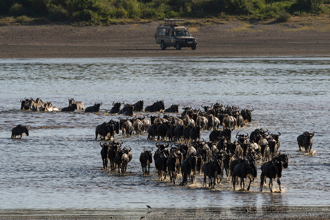 Tourist watching wildebeest (Chonnochaetes tautinus), crossing Lake Ndutu, Serengeti, UNESCO World Heritage Site, Tanzania, East Africa, Africa