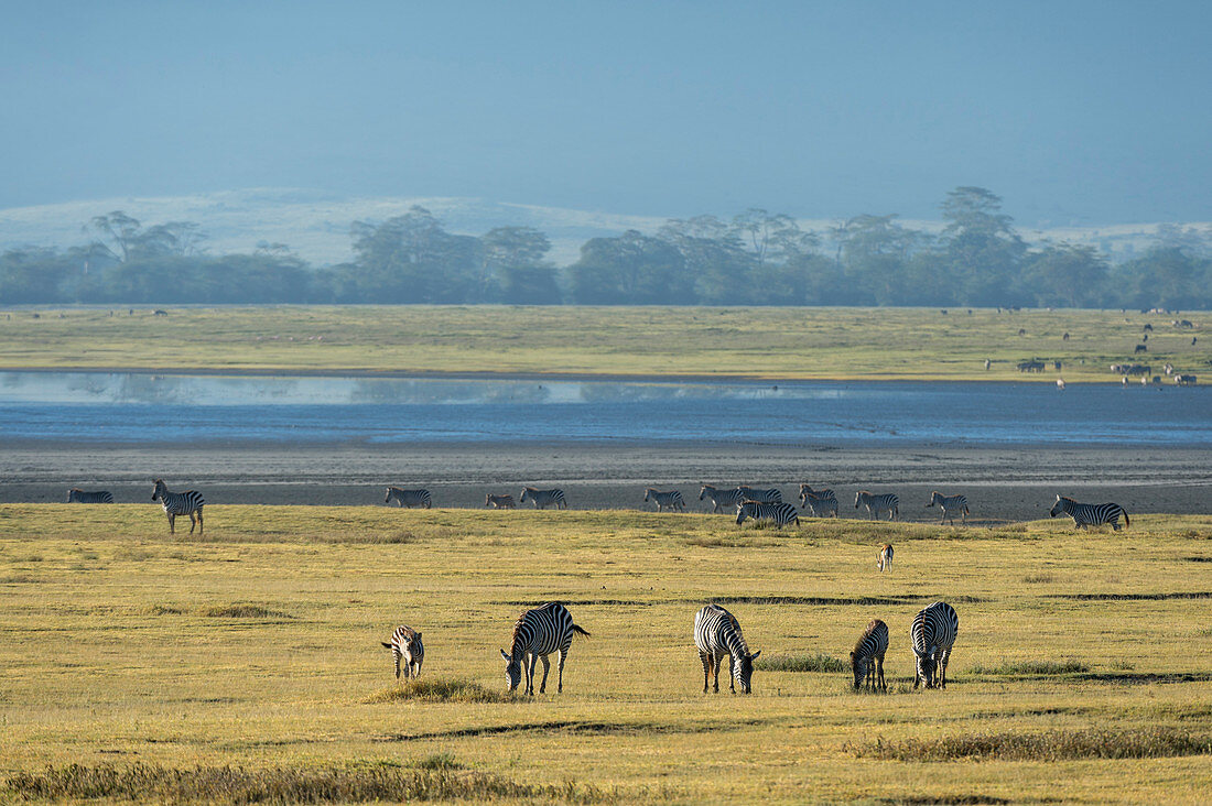 Steppenzebras (Equus quagga) im Ngorongoro-Krater, Ngorongoro-Schutzgebiet, UNESCO-Weltkulturerbe, Tansania, Ostafrika, Afrika